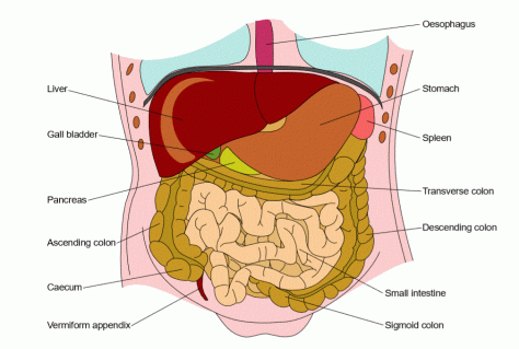 Frontal section showing the main organs of the digestive system
