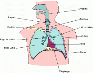 Respiratory System | Anatomy4fa