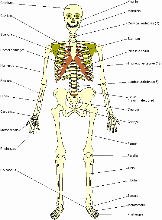 Skeletal System Diagrams Skeletal System Anatomy Anat - vrogue.co